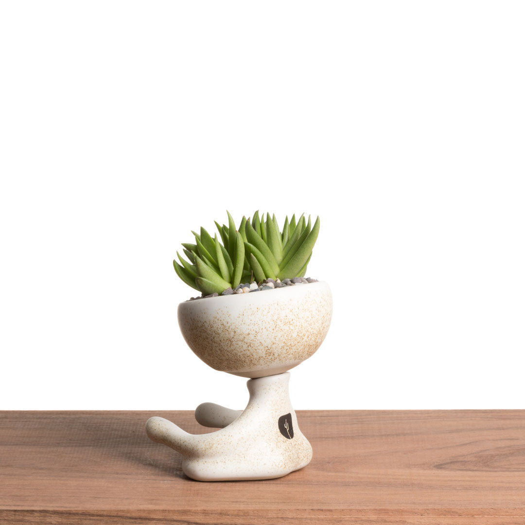 Maceta Robertiño Zen - Blanco Moteado