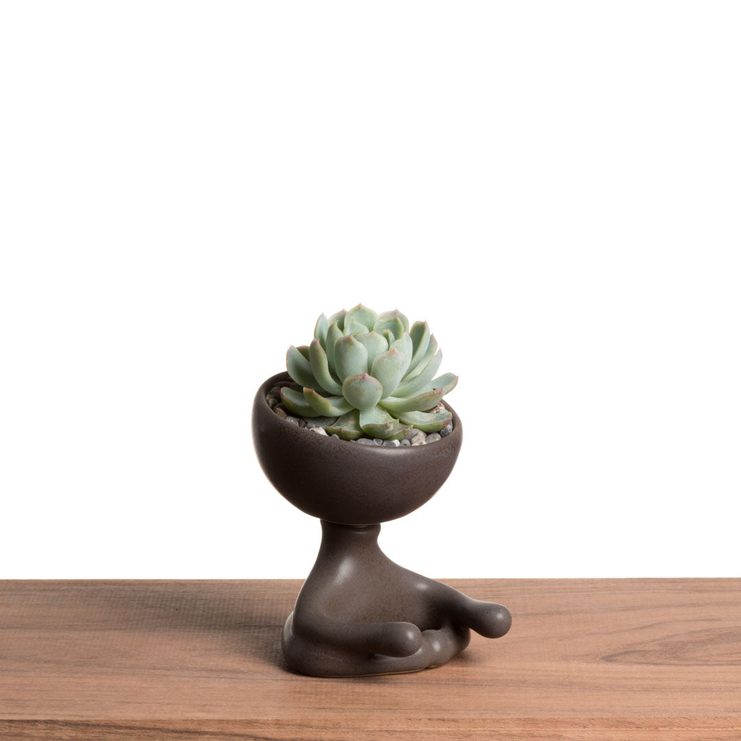 Maceta Robertiño Zen - Chocolate