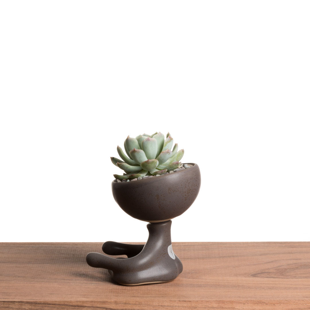 Maceta Robertiño Zen - Chocolate