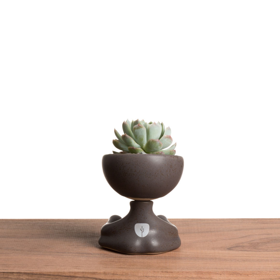 Maceta Robertiño Zen - Chocolate