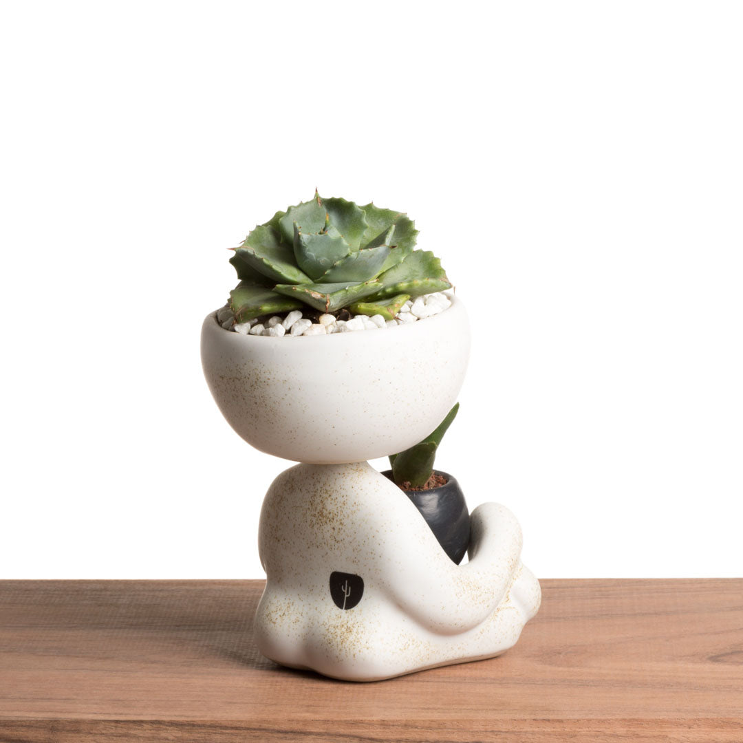 Maceta Robert Zen Jr - Blanco Moteado