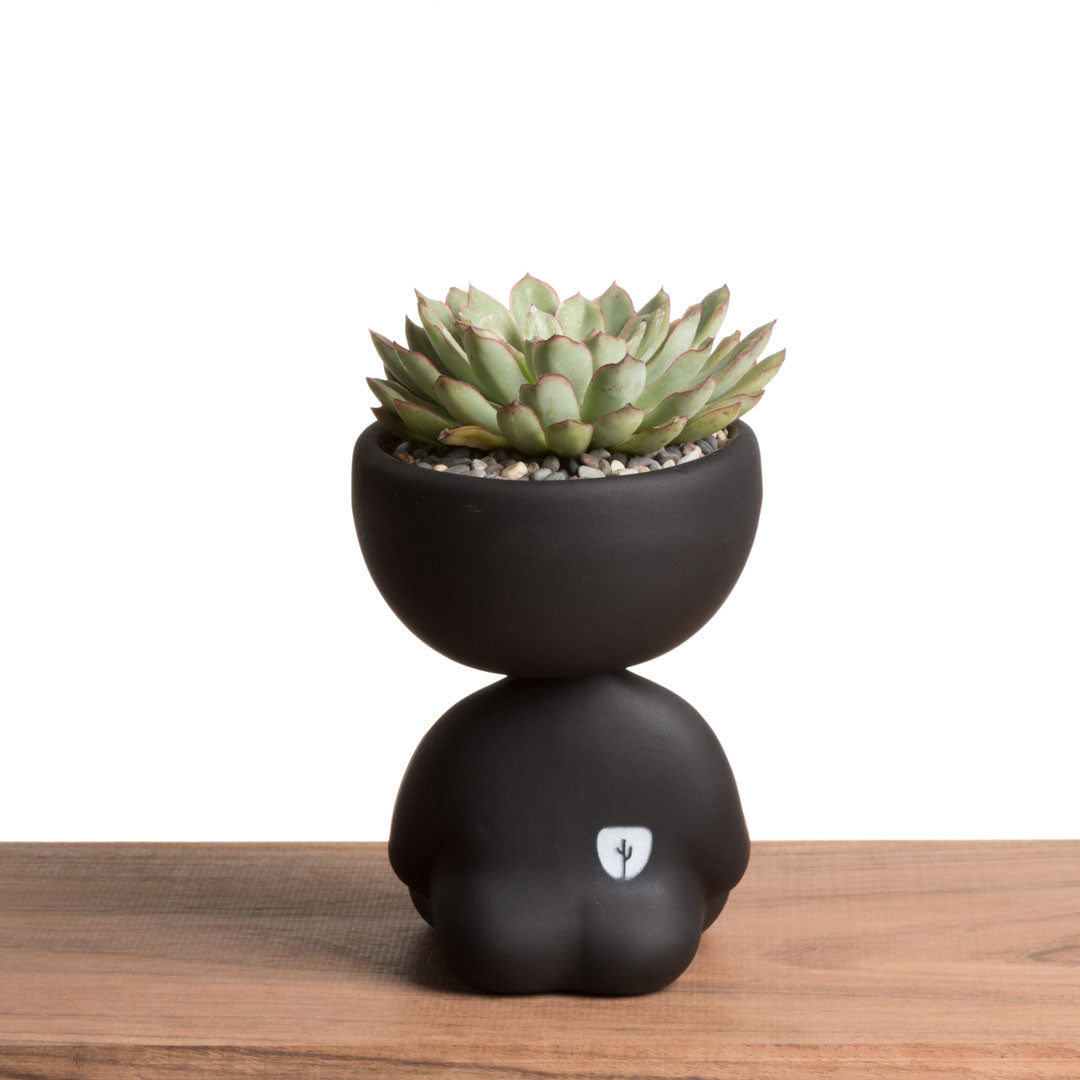 Robert Zen Jr. - Negro