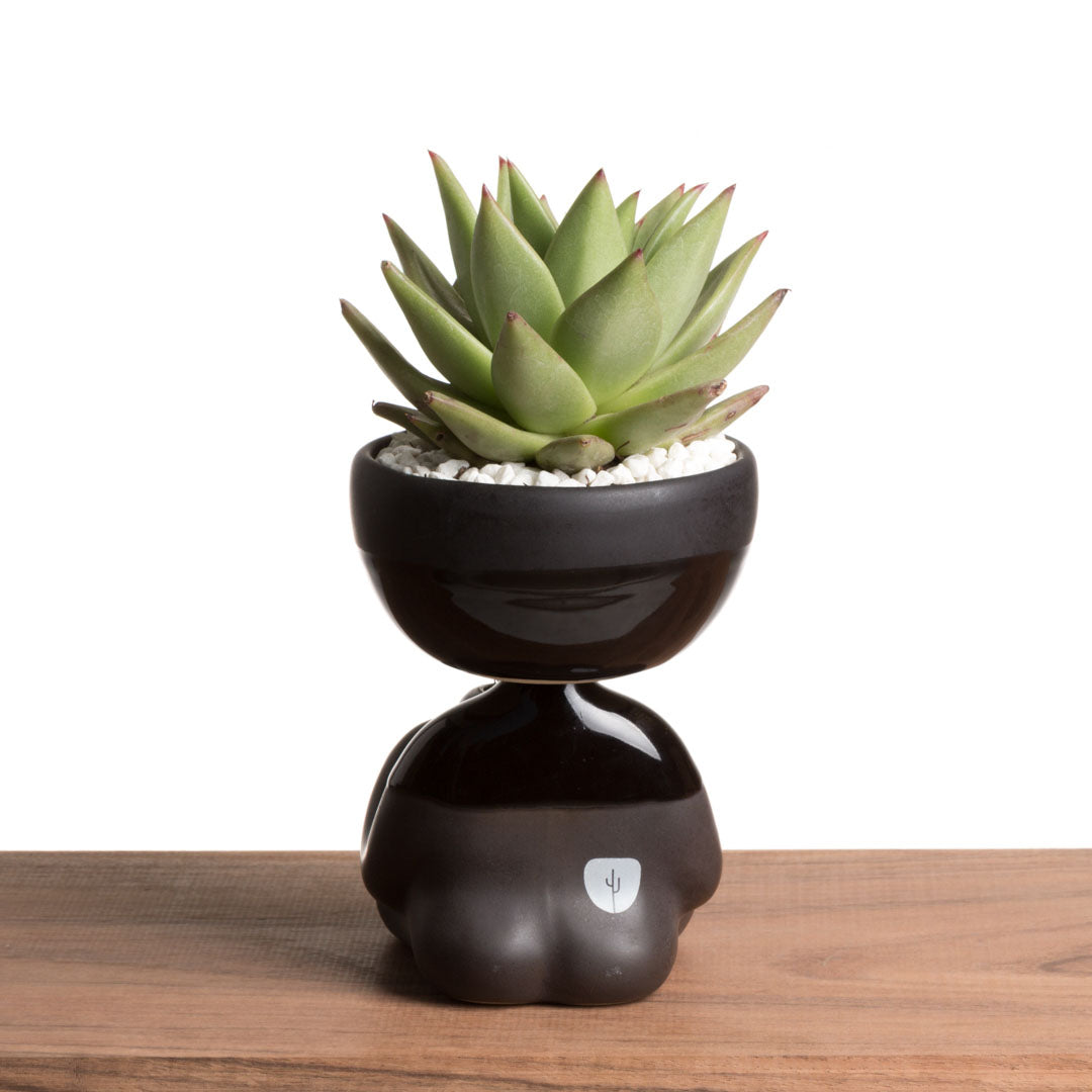 Maceta Robert Zen Jr - Negro Brillante/Mate